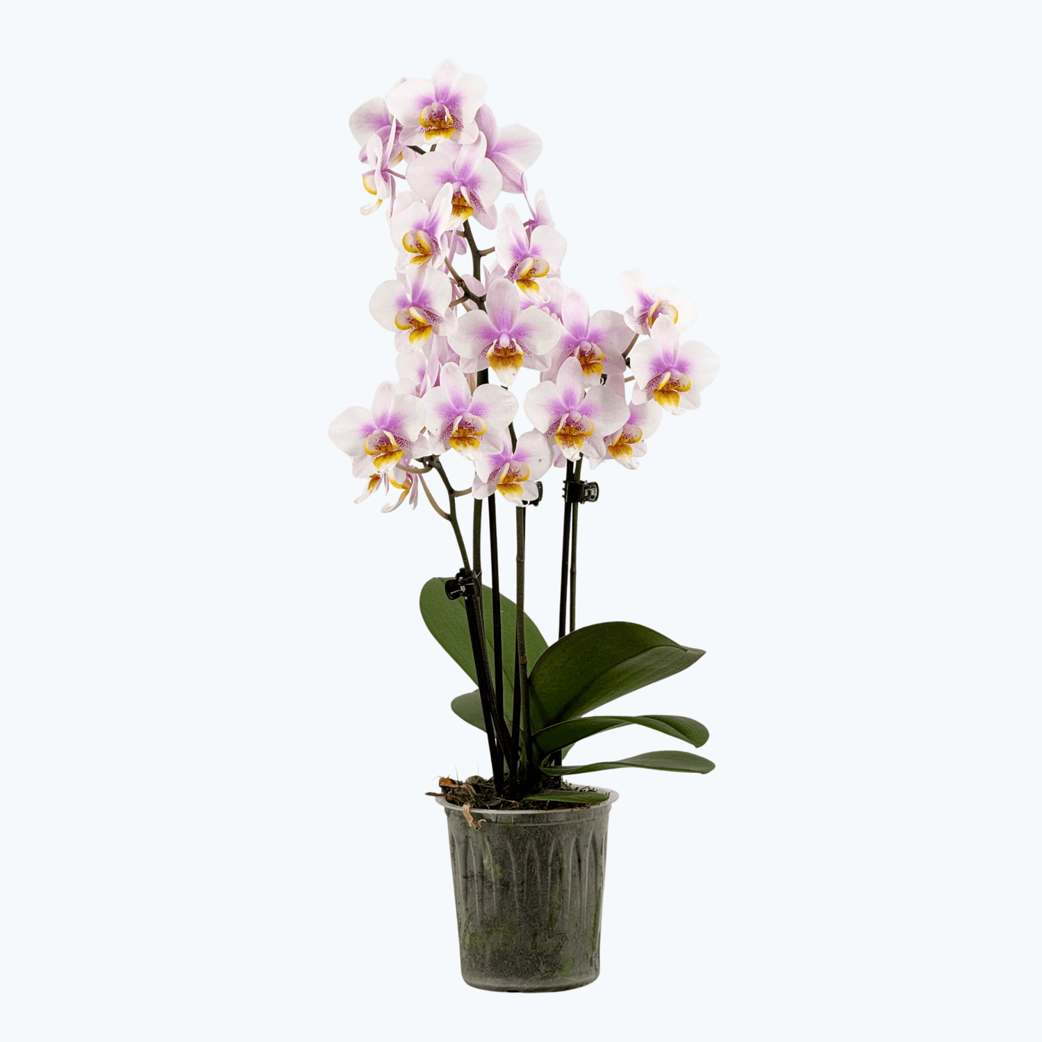 Table Dance San José mit weiß-rosa Blüten und 2 Rispen