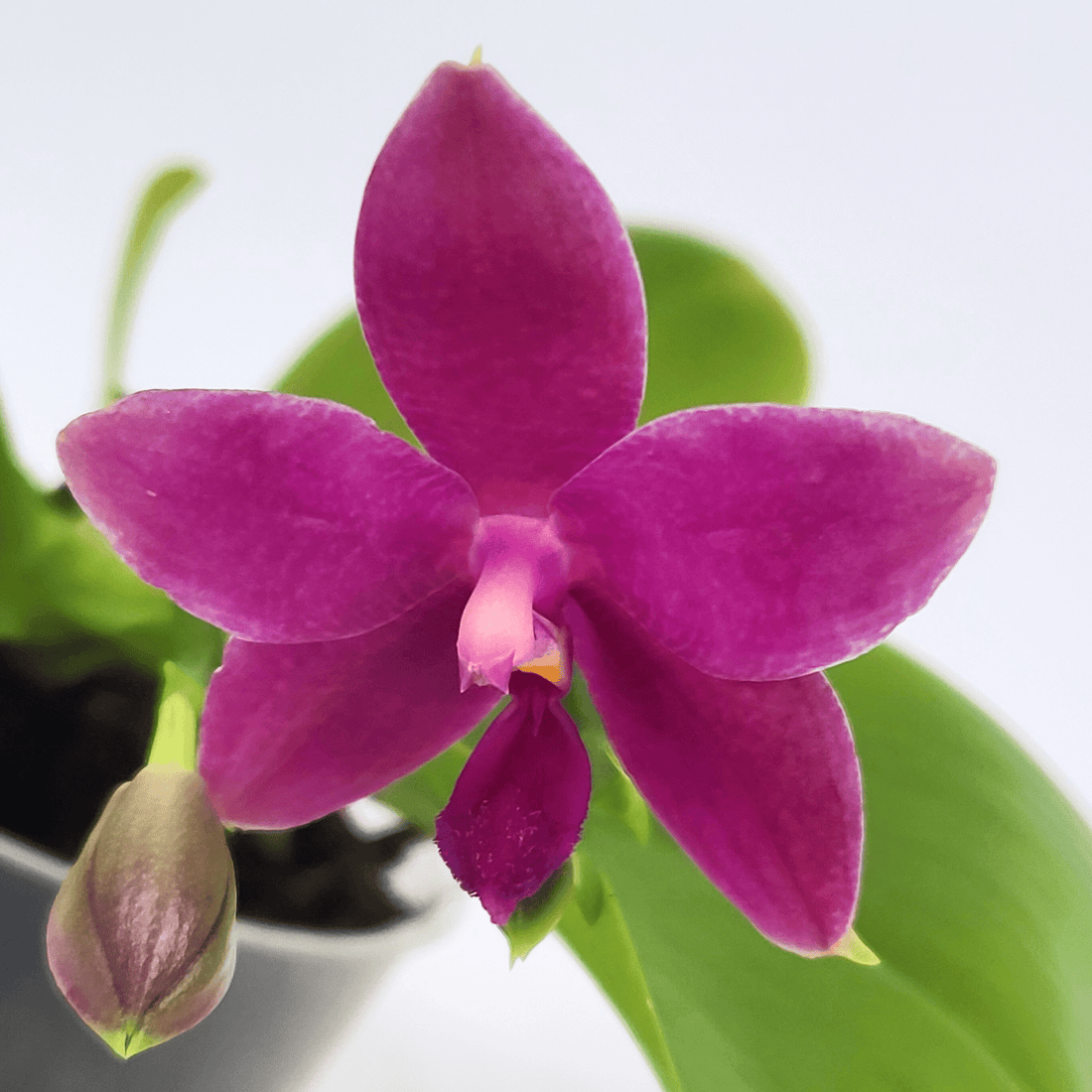 Duftphalaenopsis violaceae Hybride in verschiedenen Farben