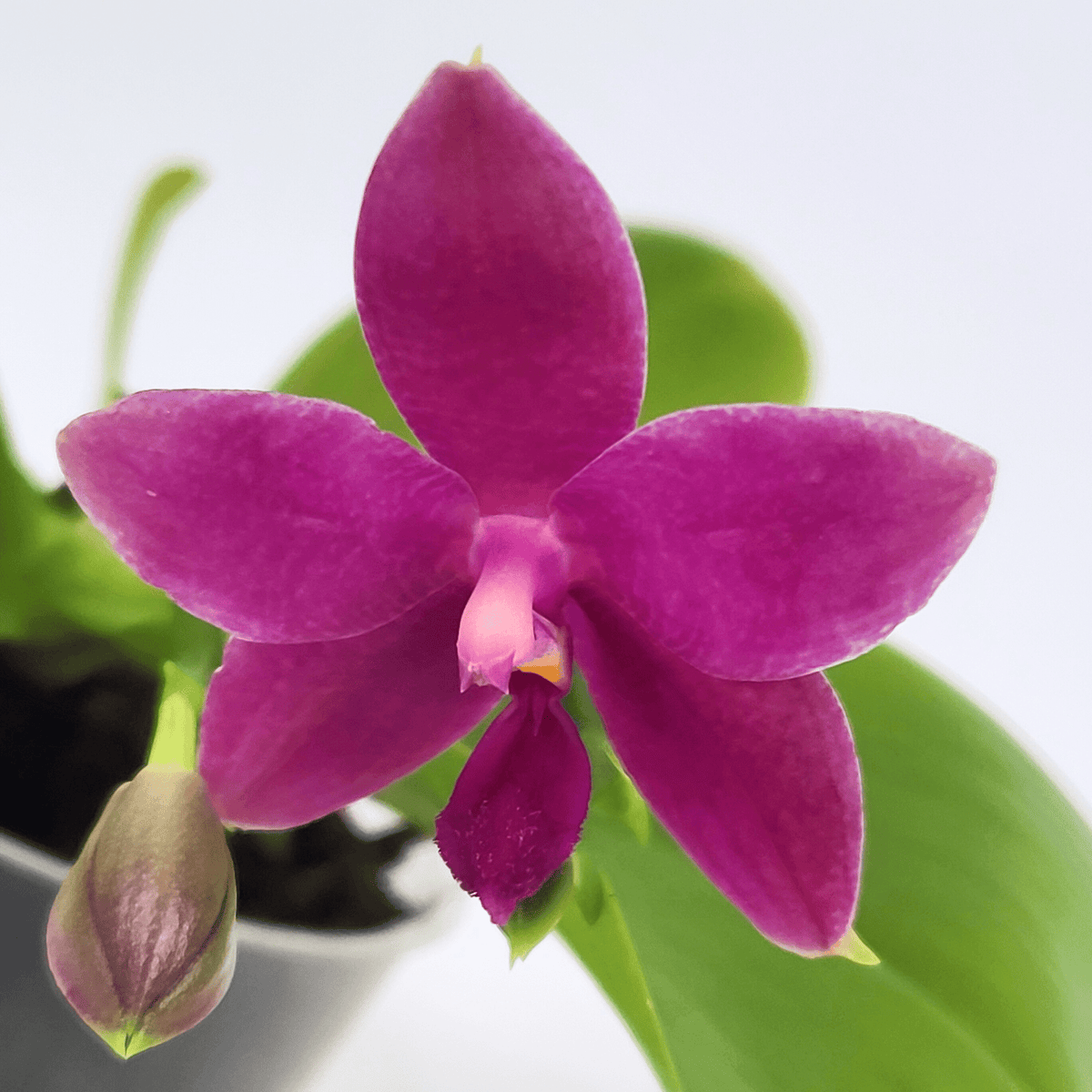 Duftphalaenopsis violaceae Hybride in verschiedenen Farben