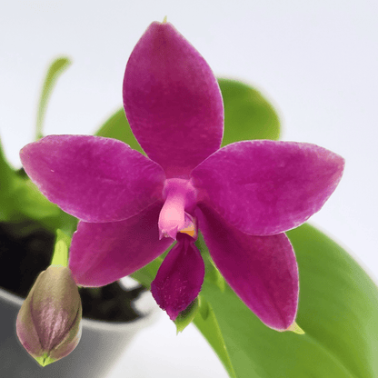 Duftphalaenopsis violaceae Hybride in verschiedenen Farben