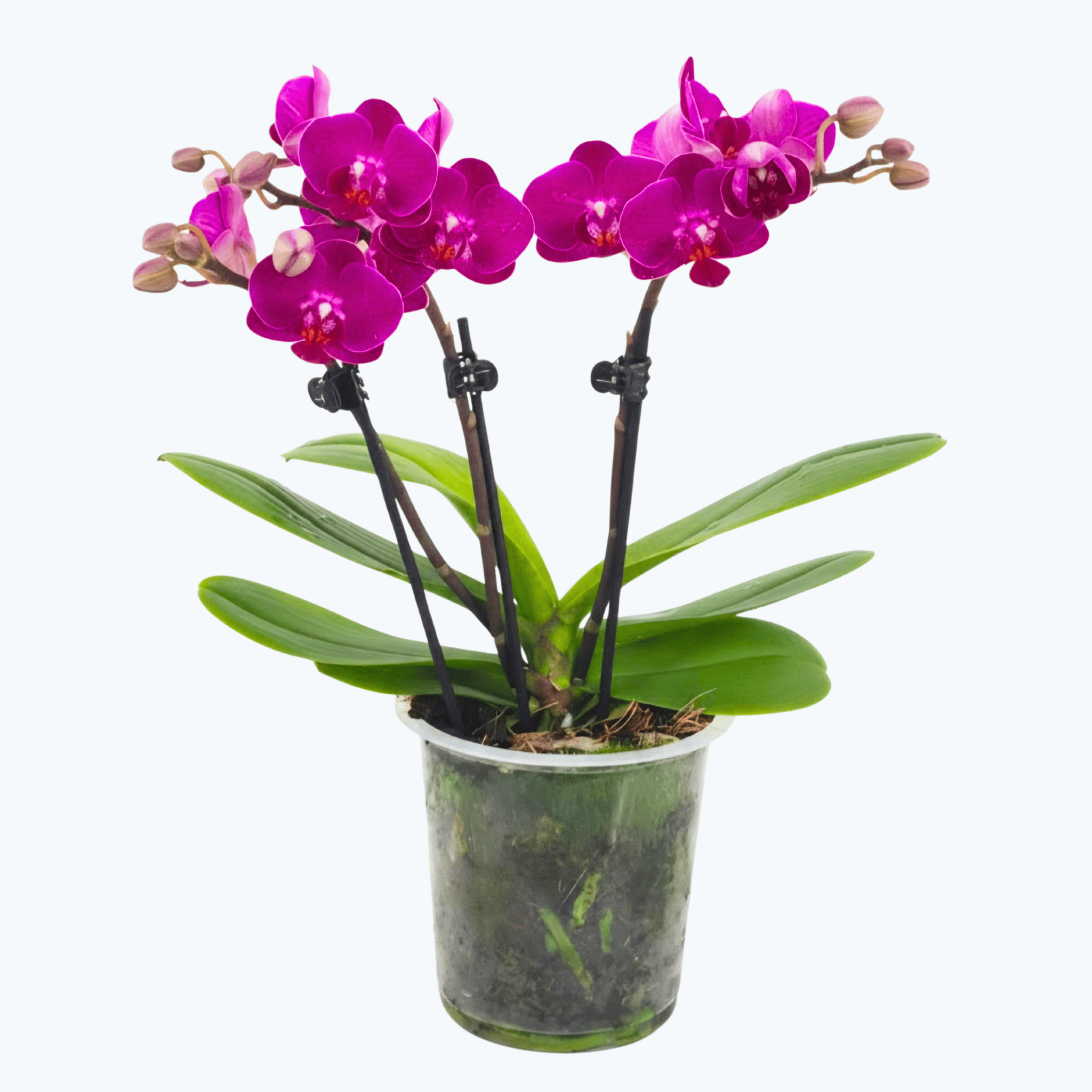 Phalaenopsis Palenque mit magentafarbenen Blüten und 3 Rispen
