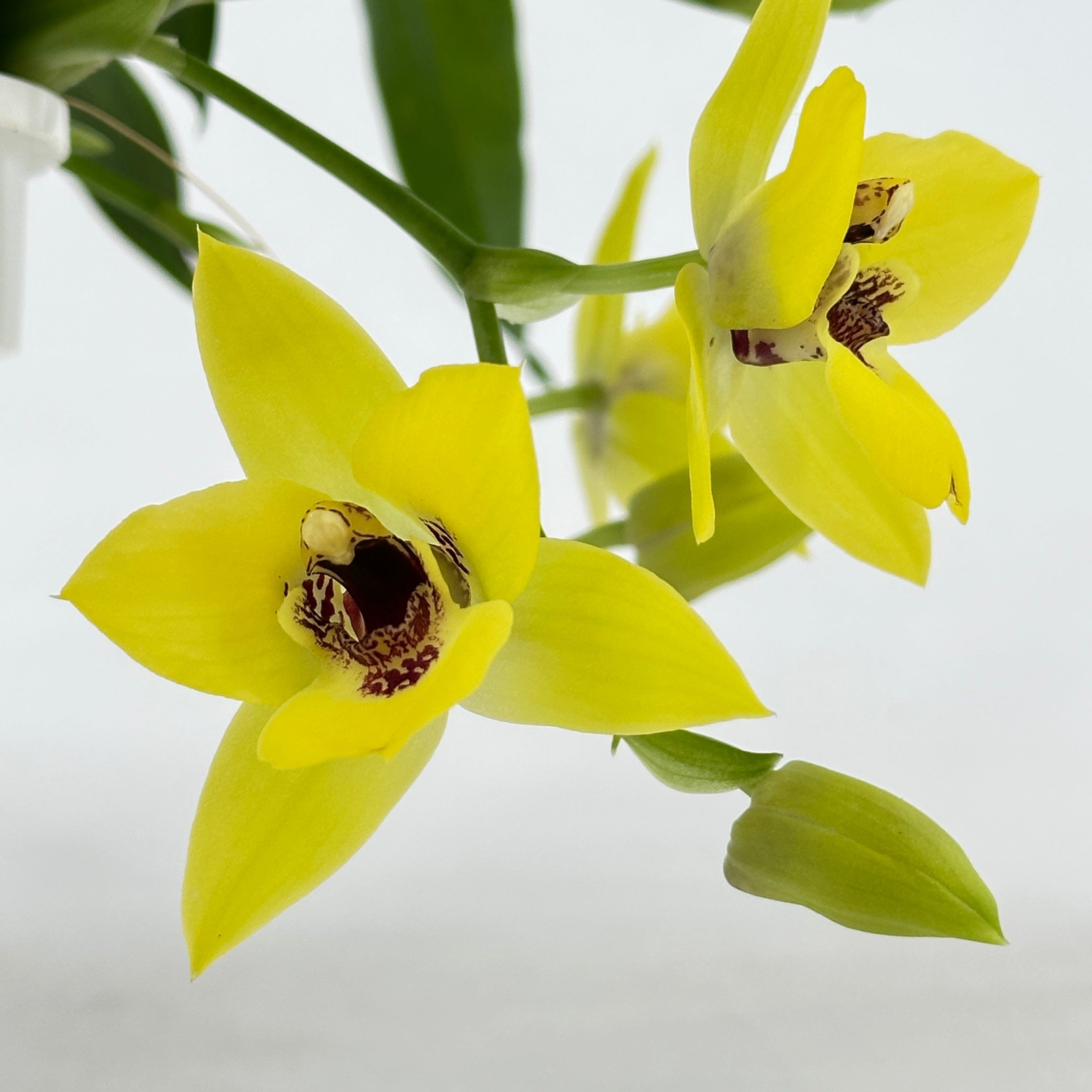Propetalum Akka mit gelben Blüten und 2 Rispen