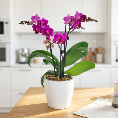 Phalaenopsis Bogota mit pink-violetten Blüten und 3 Rispen