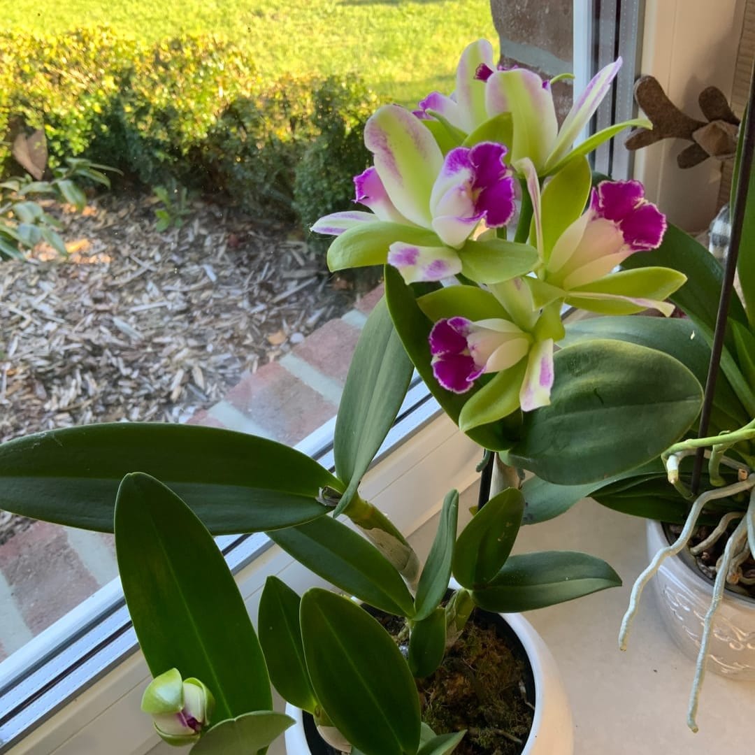 Cattleya Village Chief Green Genius mit 1+ Rispe