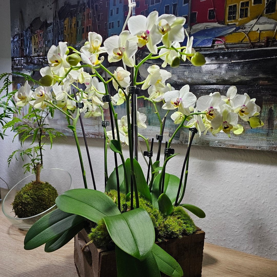 Table Dance Coco mit perlweißen Blüten und 2 Rispen