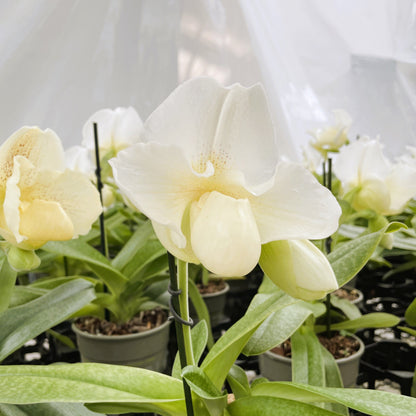Frauenschuh Paphiopedilum White Lady mit 1 Rispe großblumig weiß