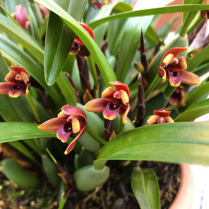 Maxillaria variabilis mit roten Blüten