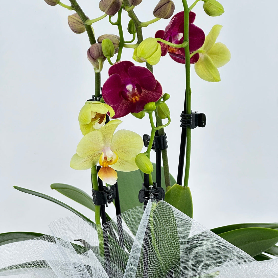 Cocktailorchidee mit gelb-roten Blüten, Keramiktopf, Dekovlies und 5+ Rispen