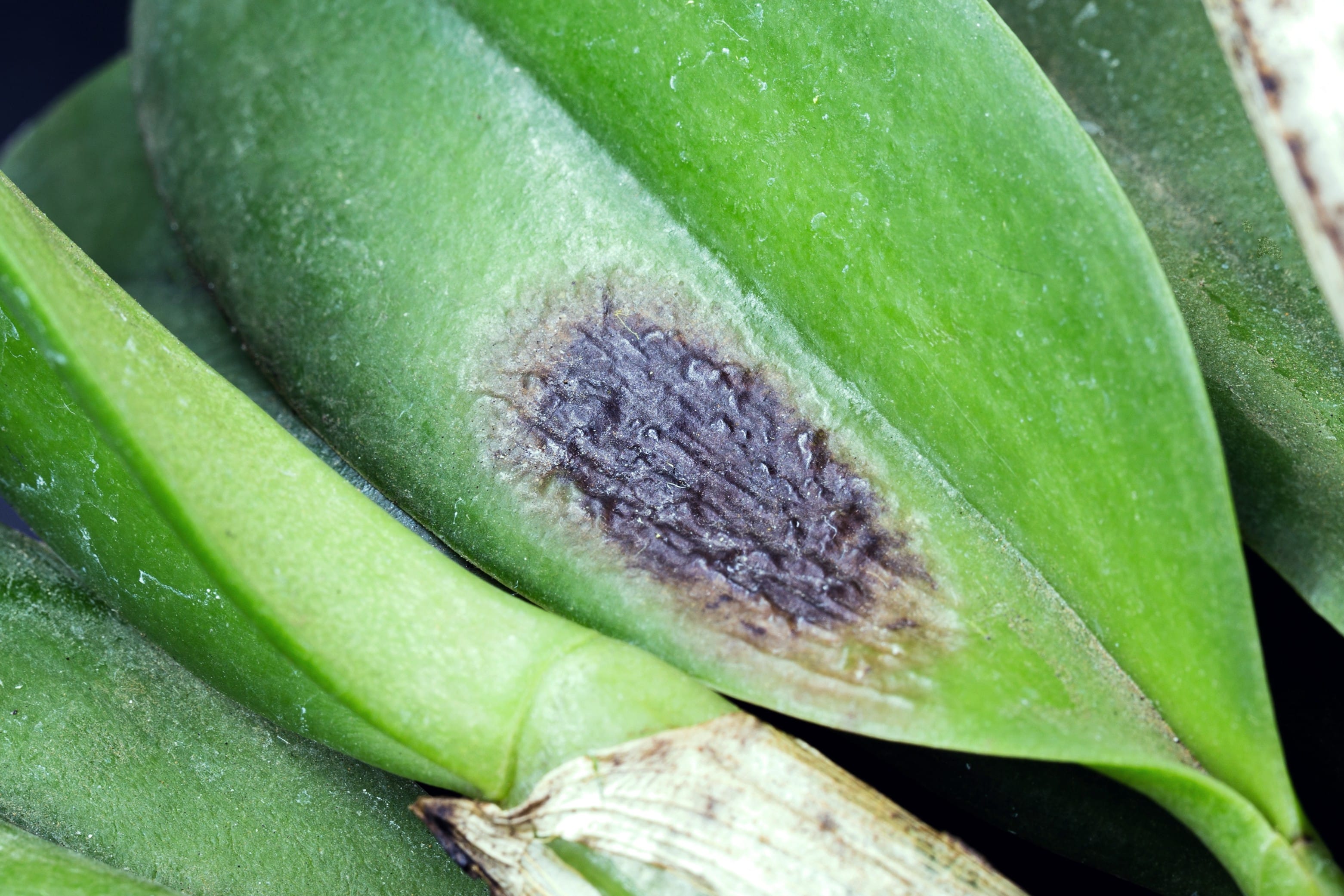 Blattlaus Befall an Orchidee