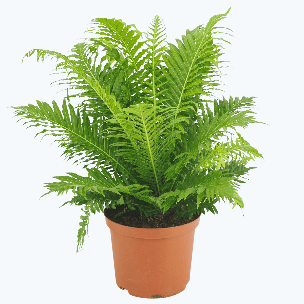 Blechnum gibbum Silver Lady