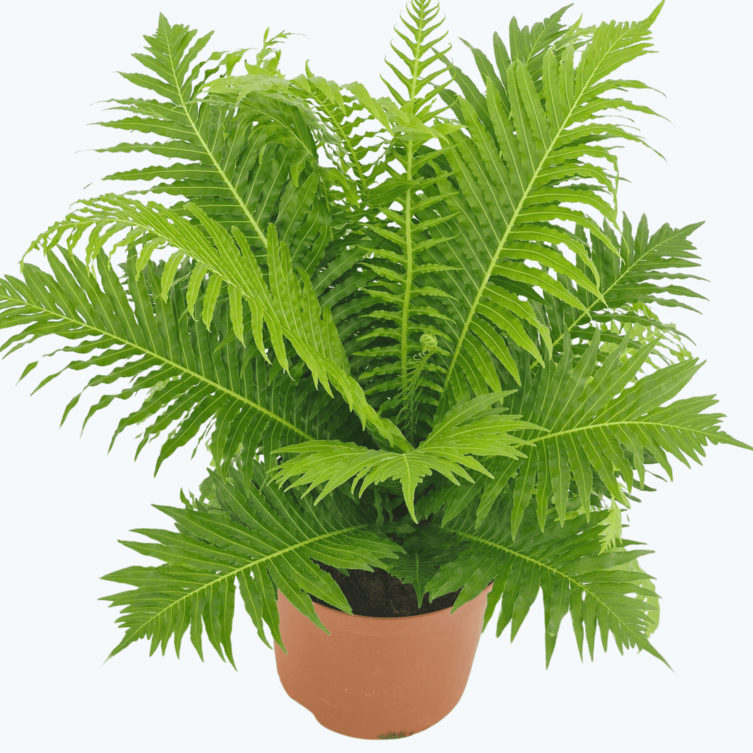 Blechnum gibbum Silver Lady