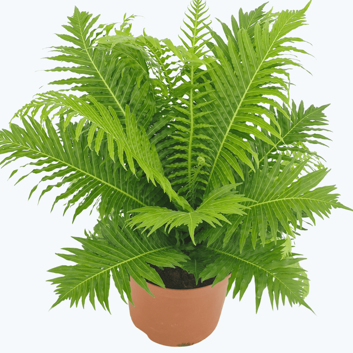 Blechnum gibbum Silver Lady