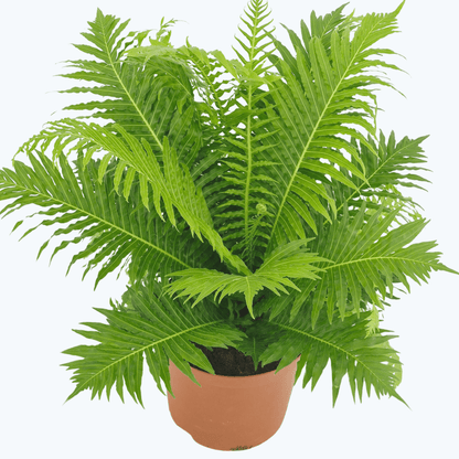 Blechnum gibbum Silver Lady
