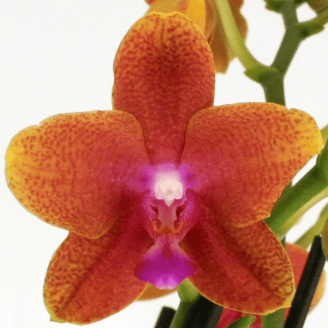 Phalaenopsis Farbmix im 3er Set mit 1 Rispe