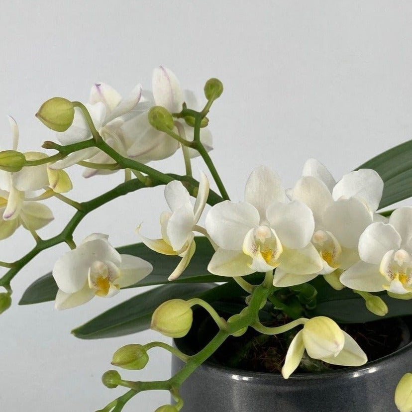 bonsai mit weißen blüten Table Dance Nazare inkl. Keramik kaufen ▻ Orchideen Klusmann