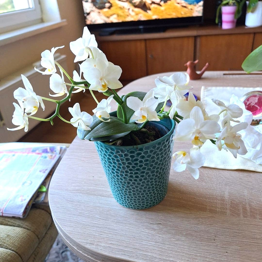 Bonsaiorchidee Nazare mit weißen Blüten und 3+ Rispen