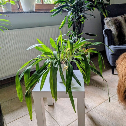 Maxillaria bradei Hybride im 12cm Topf mit gelben Blüten und 8+ Blüten