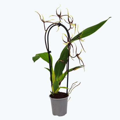 Bratonia Toscana als Wasserfall gebogen mit 1 Rispe