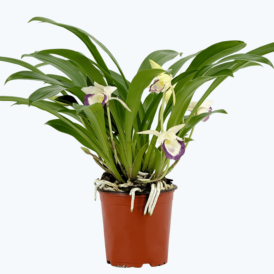 Cochleanthes Duftorchidee mit weiß-violetten Blüten im 12cm Topf