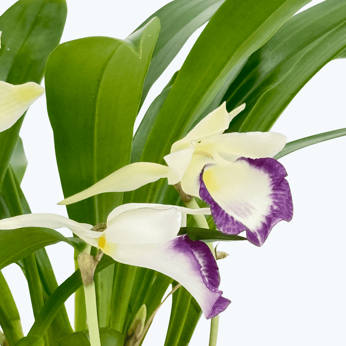 Cochleanthes Duftorchidee mit weiß-violetten Blüten im 12cm Topf