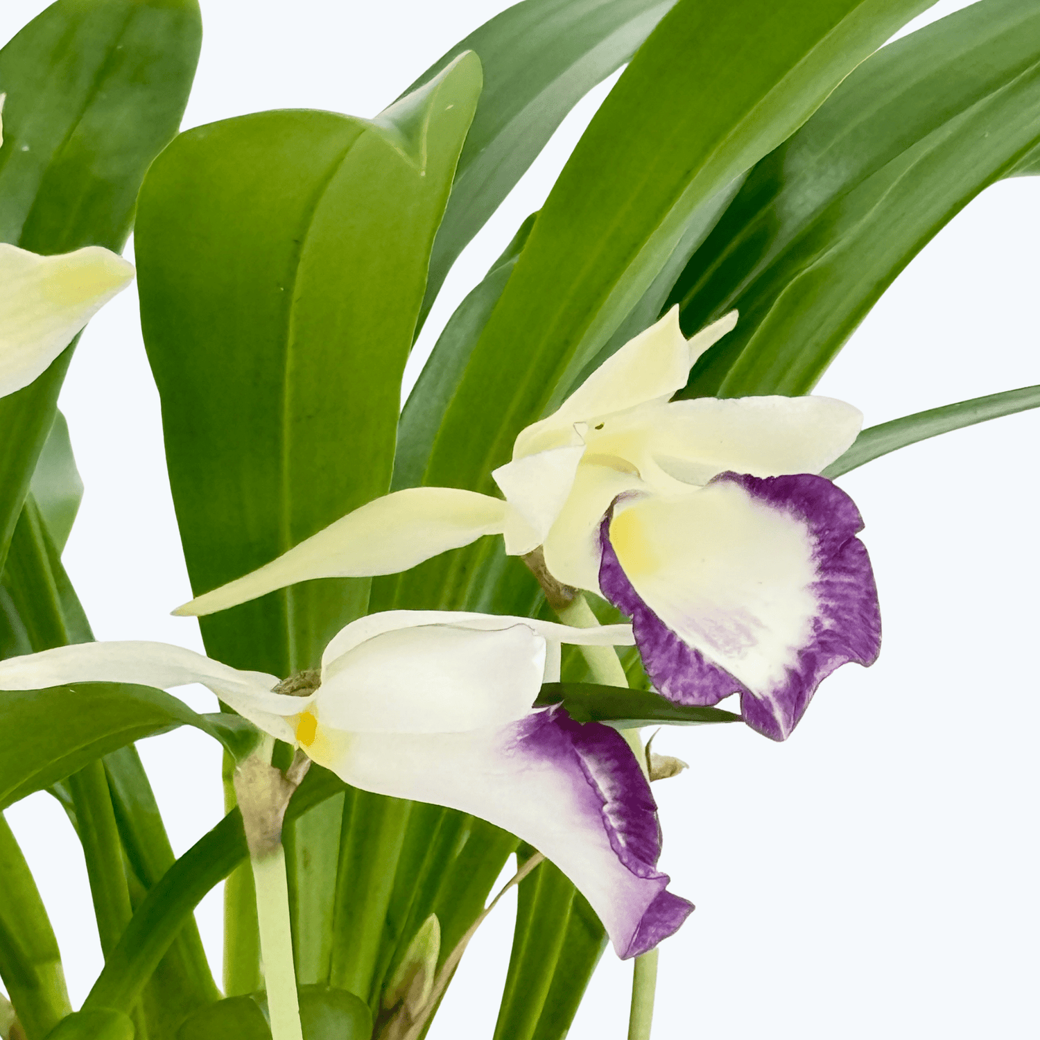 Cochleanthes Duftorchidee mit weiß-violetten Blüten im 12cm Topf