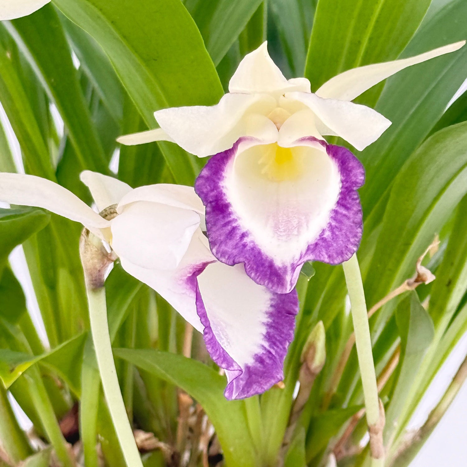 Cochleanthes Duftorchidee mit weiß-violetten Blüten im 12cm Topf