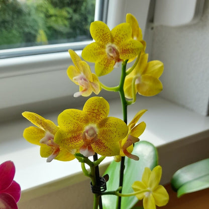 Duftorchidee Table Dance Citrin-Gelb mit gelb-gepunkteten Blüten und 2 Rispen