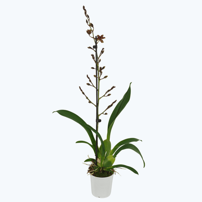 Cambria Colmanara Nala mit 1 Rispe