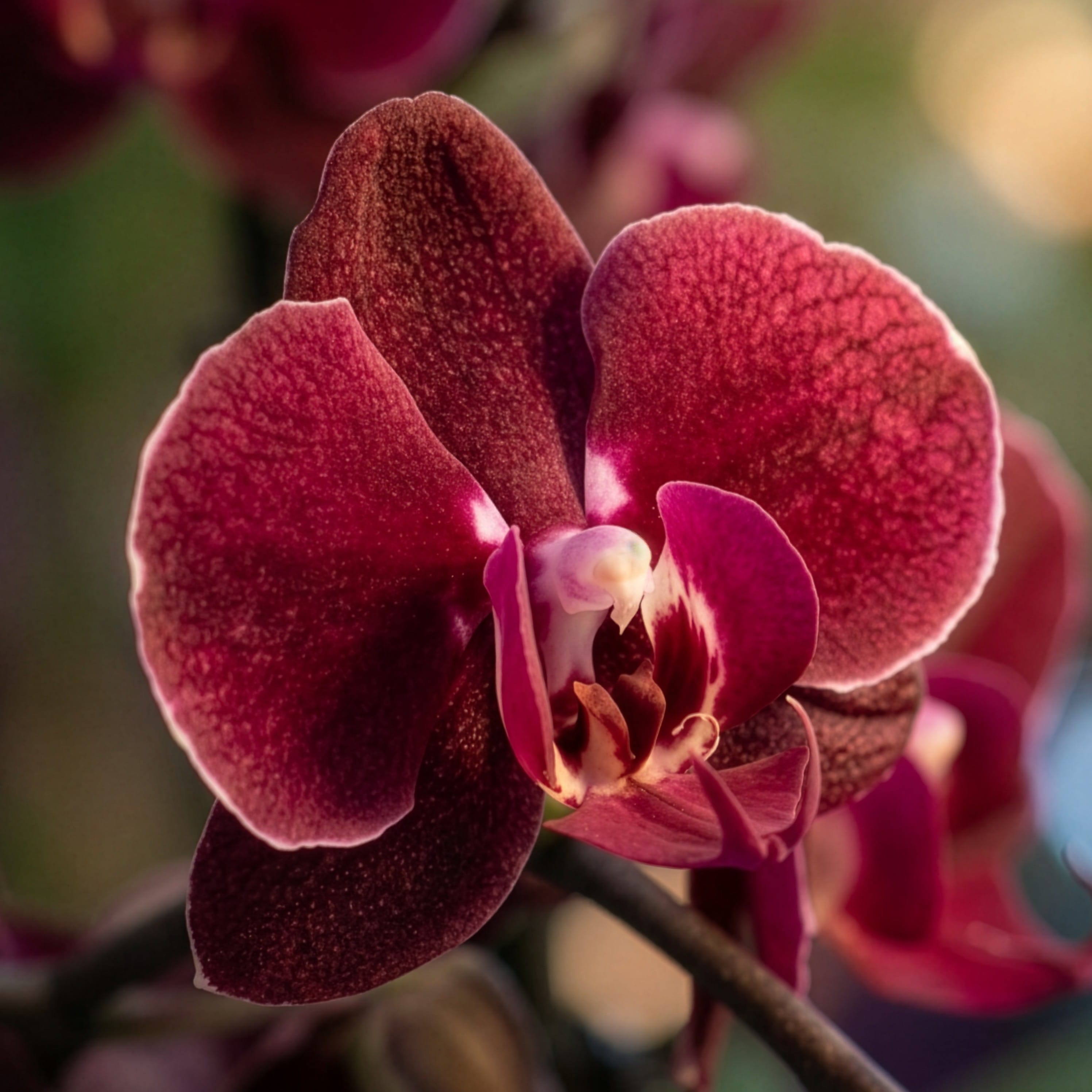 Phalaenopsis Cartagena mit dunklen bordeauxroten Blüten und 2 Rispen