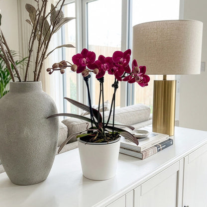 Phalaenopsis Cartagena mit dunklen bordeauxroten Blüten und 3 Rispen