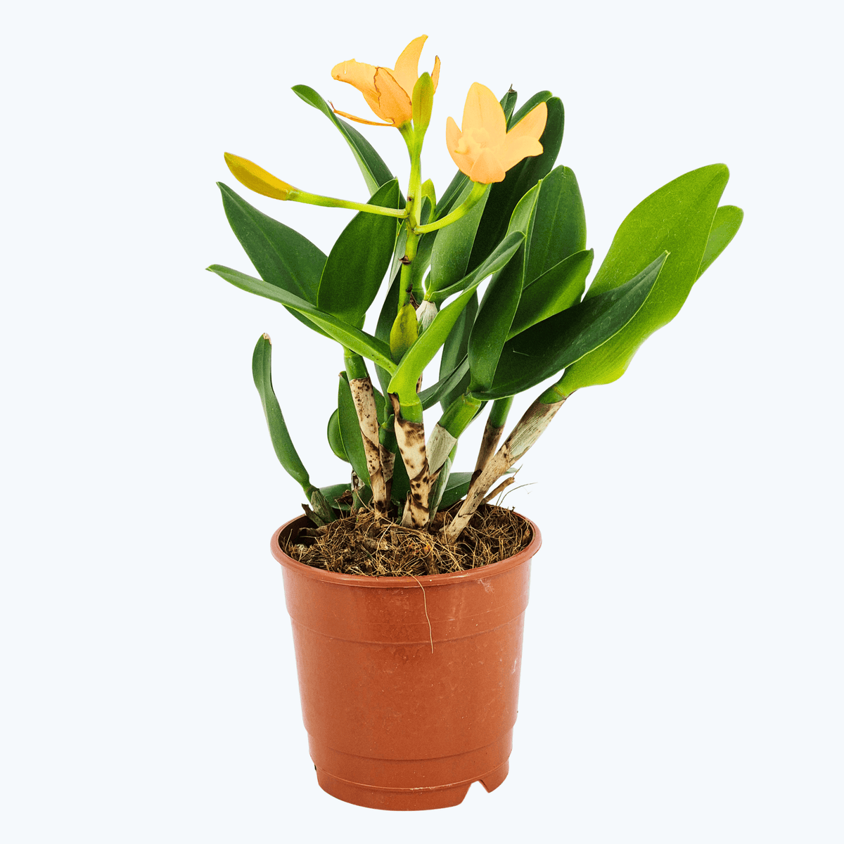 Cattleya hybride mit 1+ Rispe im 12 cm Topf, verschiedene Farben