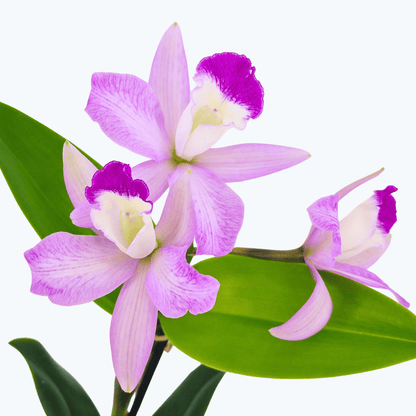 Cattleya hybride mit 1+ Rispe im 12 cm Topf, verschiedene Farben