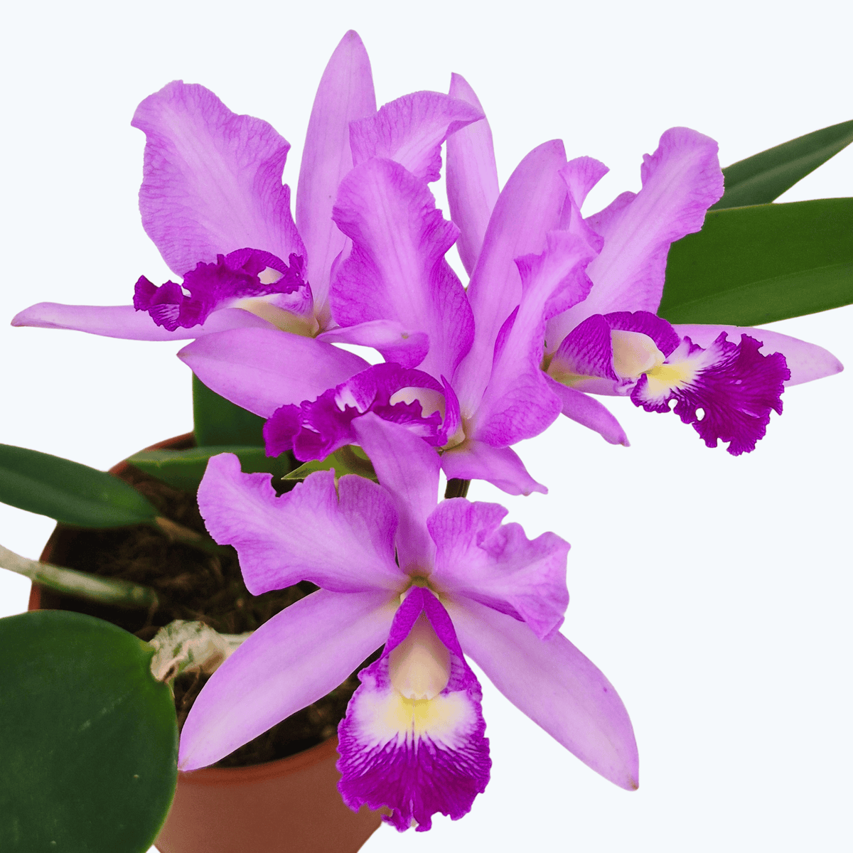 Cattleya hybride mit 1+ Rispe im 12 cm Topf, verschiedene Farben
