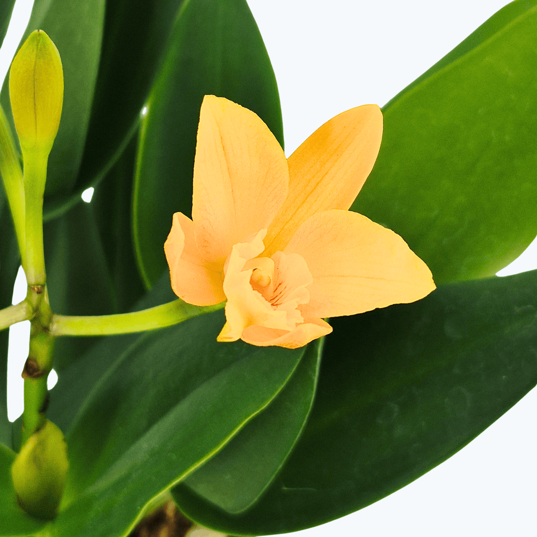 Cattleya hybride mit 1+ Rispe im 12 cm Topf, verschiedene Farben