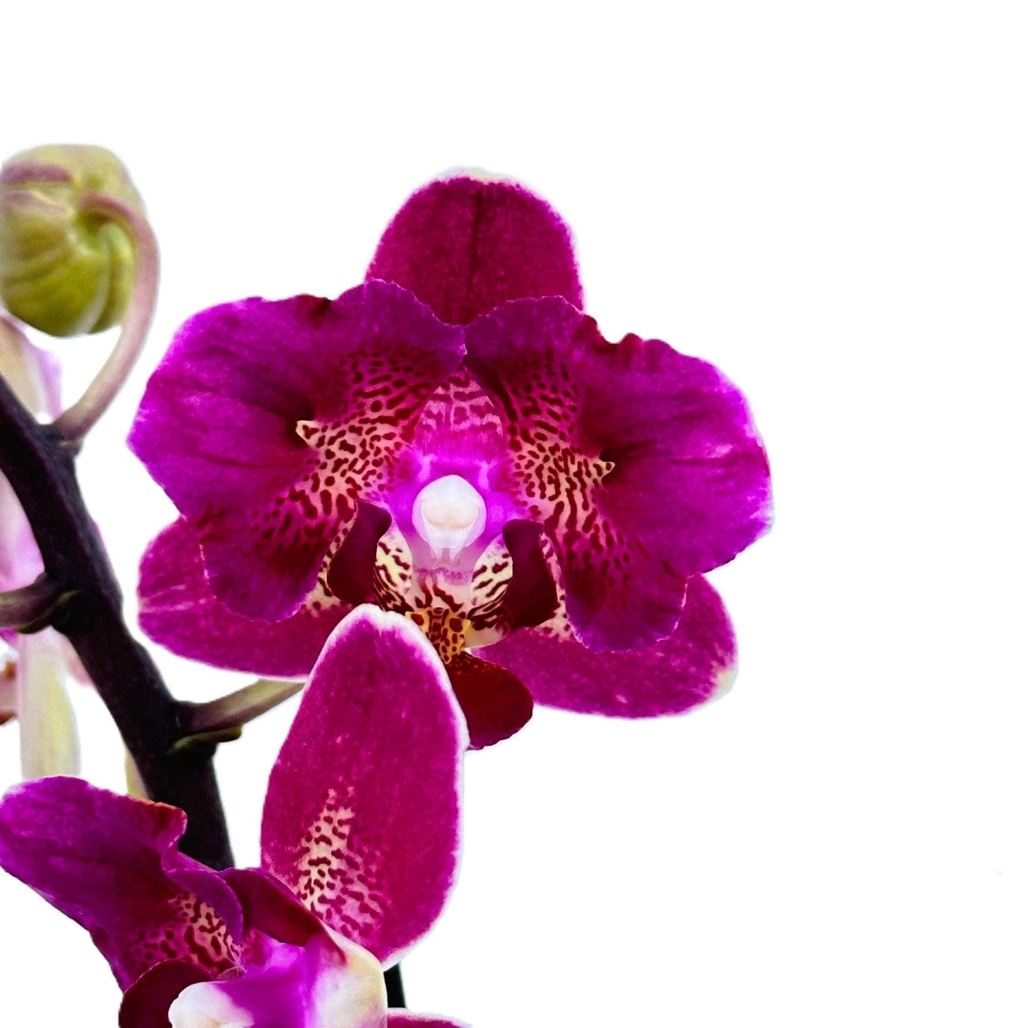 Pelorische Orchidee Table Dance Chamonix mit weinroten Blüten und 2+ Rispen