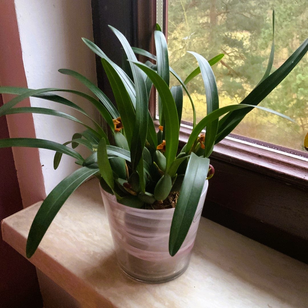 Maxillaria variabilis mit roten Blüten
