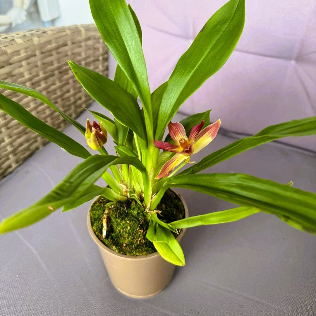Cochleanthes Hybride mit rot-braunen Blüten im 9cm Topf