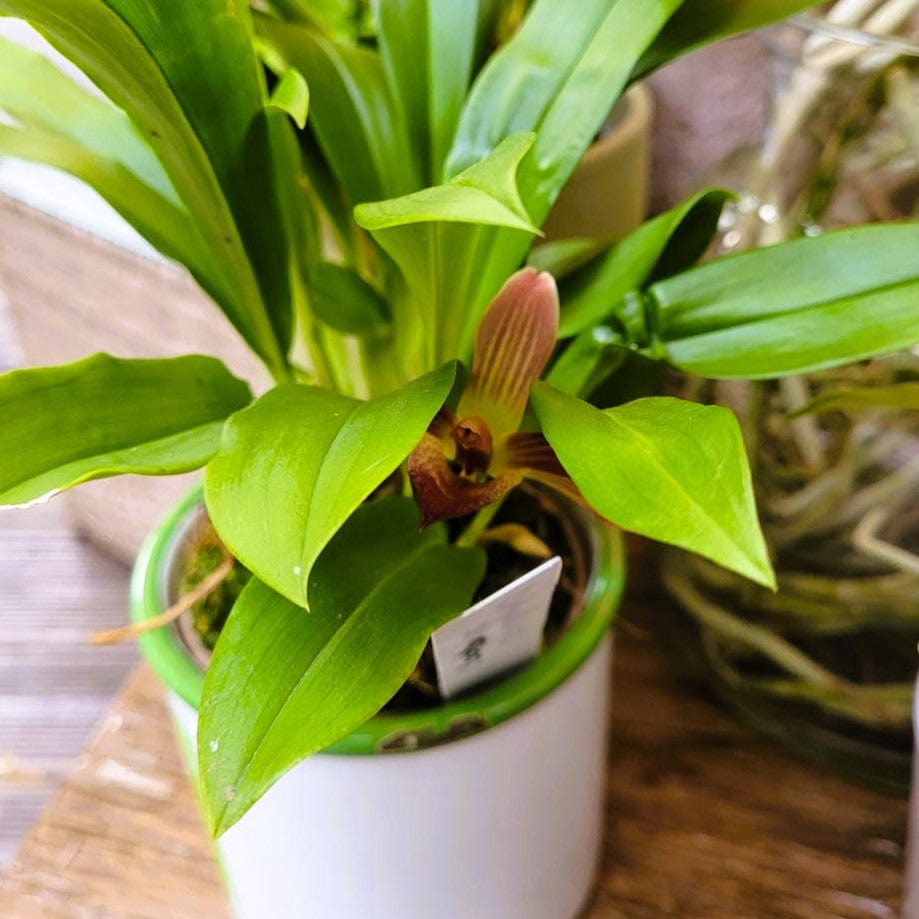 Cochleanthes Hybride mit rot-braunen Blüten im 9cm Topf