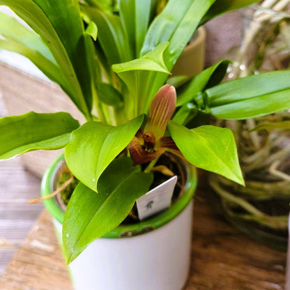 Cochleanthes Hybride mit rot-braunen Blüten im 9cm Topf