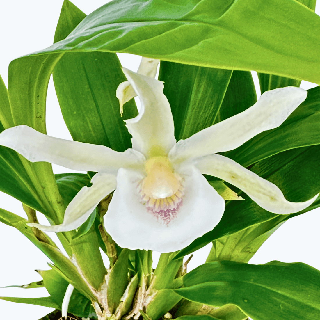 Cochleanthes Duftorchidee Blüte