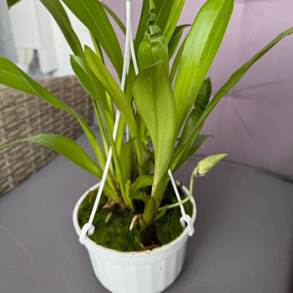 Cochleanthes im Ampeltopf in versch. Farben