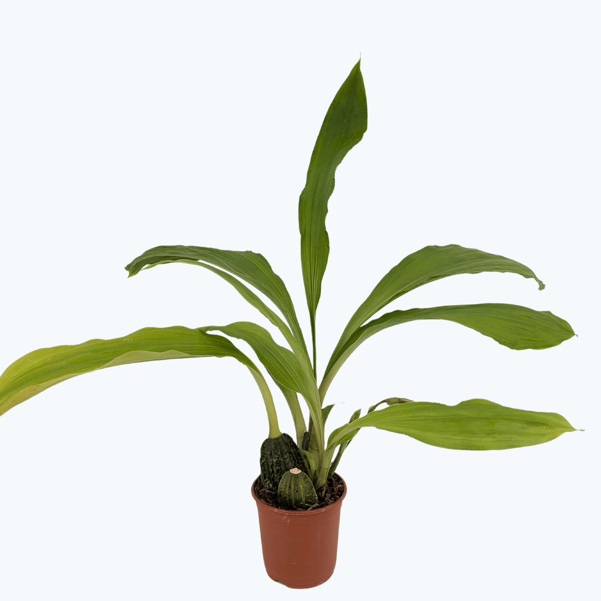 Lycaste Hybride