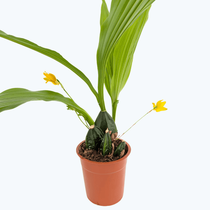 Lycaste aromatica (Kopf-Orchidee)