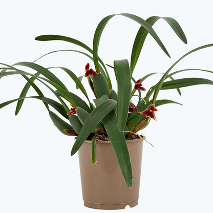 Maxillaria variabilis mit roten Blüten