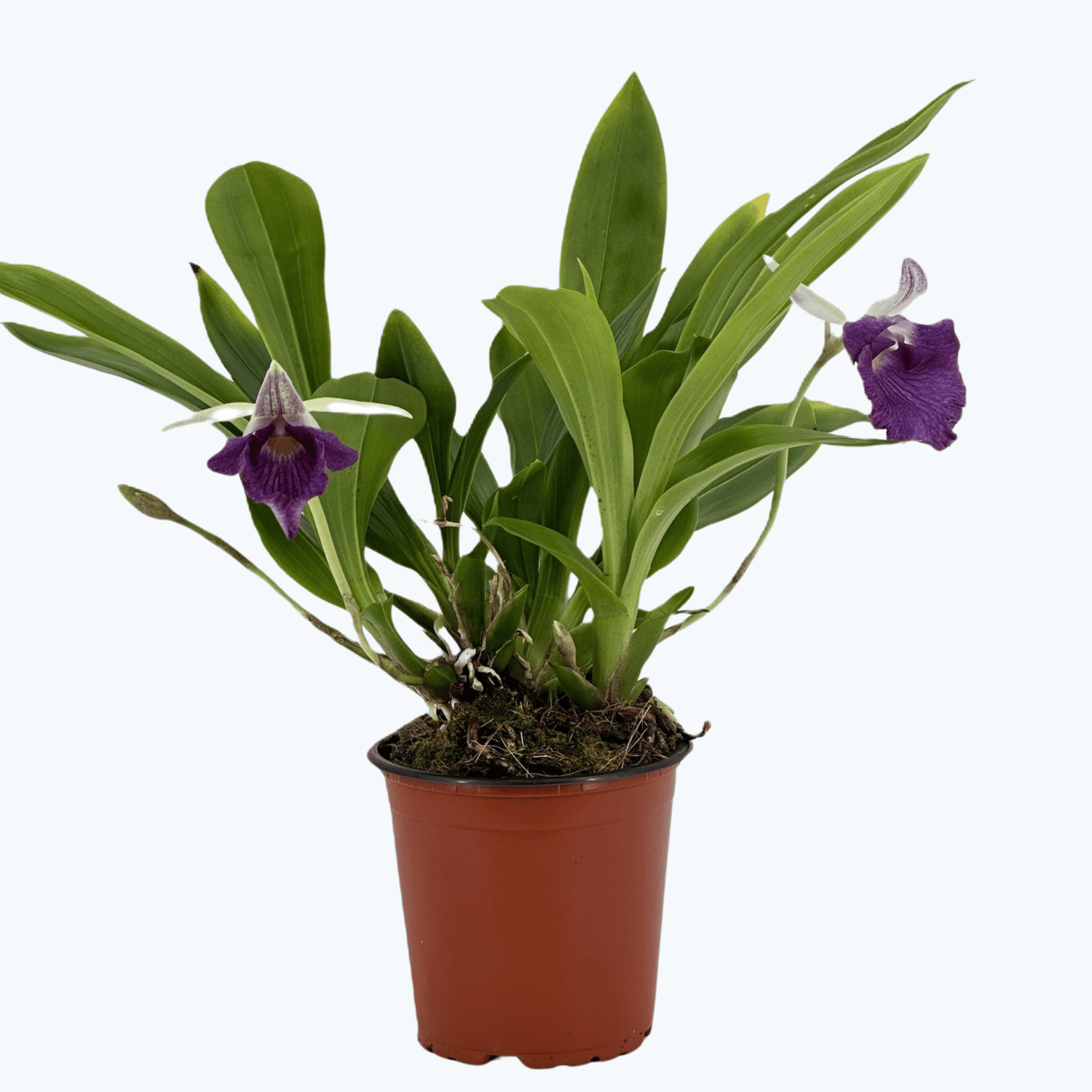 Cochleanthes Hybride mit blauen Blüten im 12cm Topf