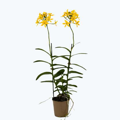 Epidendrum Nordic Fire Dauerblüher mit gelber Blüte und 2+ Rispen