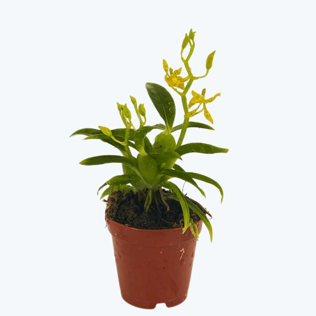 Mini-Duft-Orchidee Cyrtochilum meirax mit gelben Blüten und 1+ Rispen