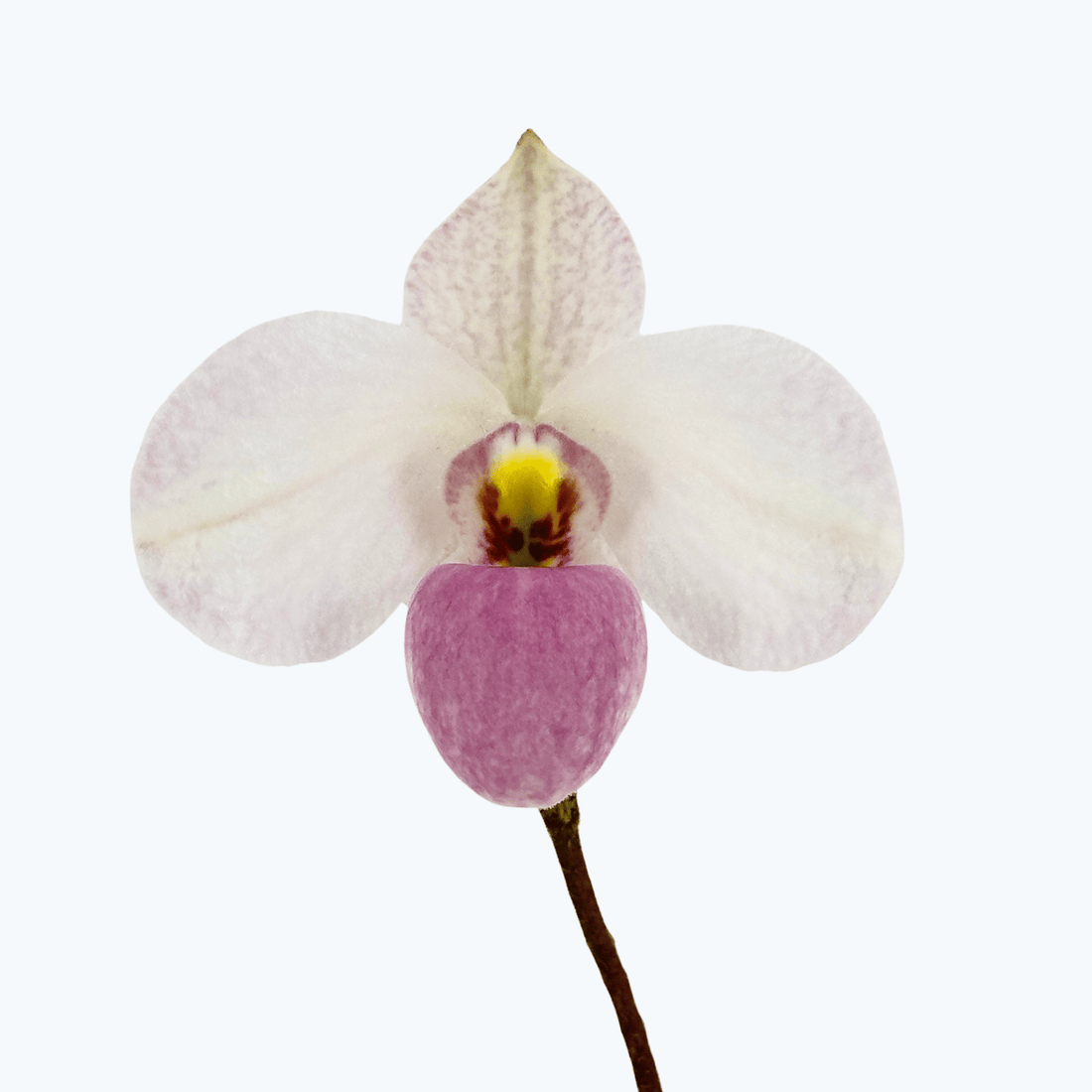 Frauenschuh Paphiopedilum delenatii Duftorchidee mit rosa-weißer Blüte und 1 Rispe