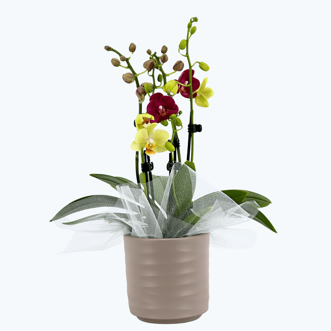 Cocktailorchidee mit gelb-roten Blüten, Keramiktopf, Dekovlies und 5+ Rispen