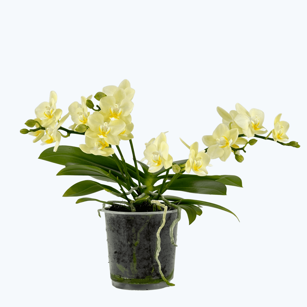 Bonsaiorchidee Better Butter mit hellgelben Blüten und 3+ Rispen